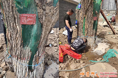 綠化工程中樹木營養液的購買渠道與注意事項