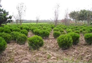 綠化工程 打造綠色生態，構建美麗家園